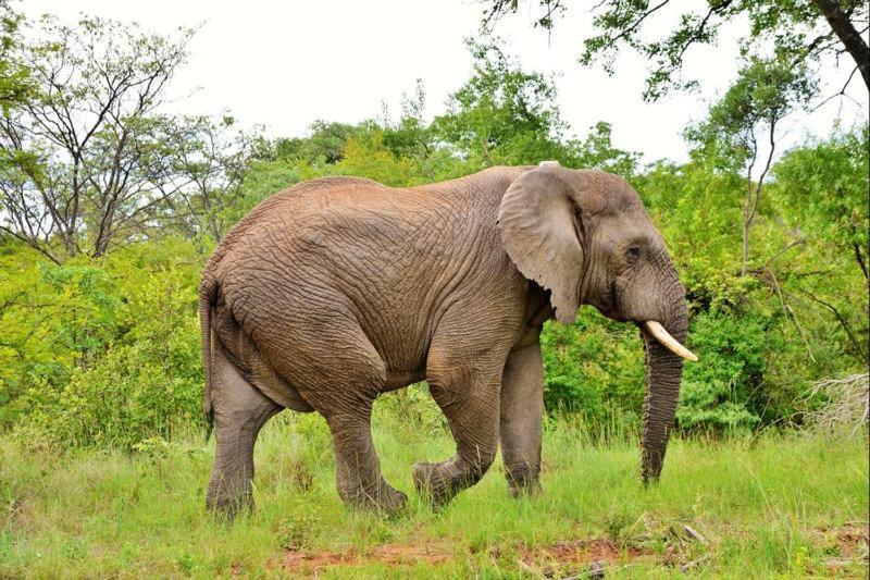 Apartmán Bushtime Mabula Mabula Game Reserve Exteriér fotografie